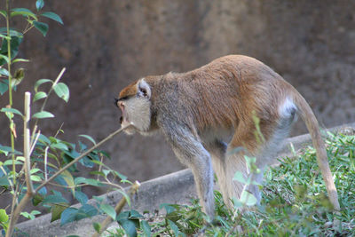 Side view of monkey on land