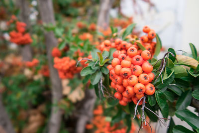 Close-up of red berries growing on plant