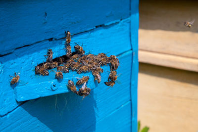 Close-up of lizard on wall