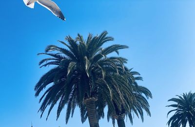 Low angle view of palm trees against sky