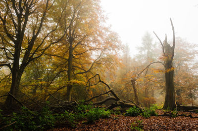 Trees in forest during autumn