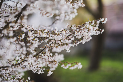 Close-up of white cherry blossoms in spring