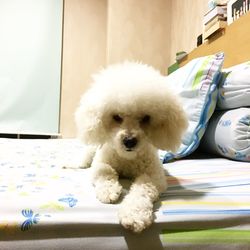 Close-up of dog relaxing on bed