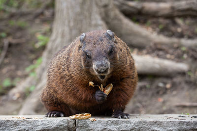 Close-up of a squirrel