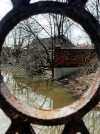 Reflection of bare trees in water