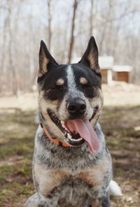 Close-up portrait of a dog on field