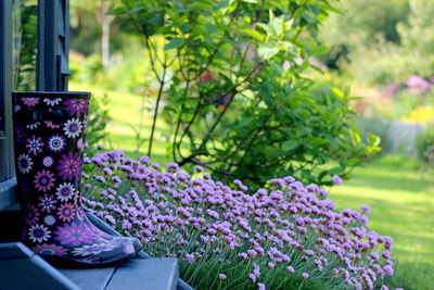 Close-up of purple flowers