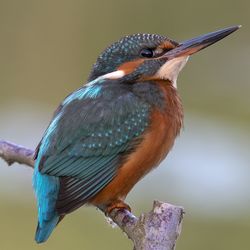 Close-up of bird perching on wood