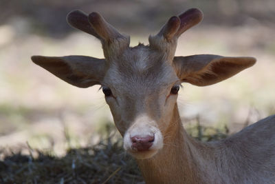Close-up of deer