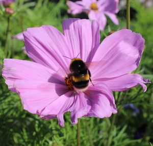 Close-up of honey bee pollinating on pink flower