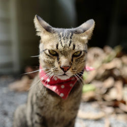 Close-up portrait of tabby cat
