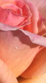 Full frame shot of pink rose