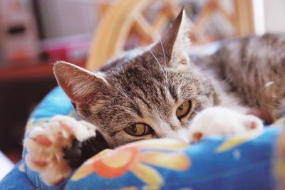 Close-up portrait of kitten resting on bed