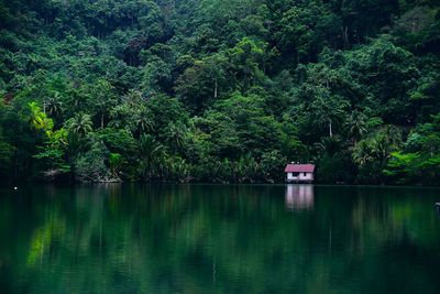 Scenic view of lake in forest