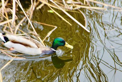 Duck swimming in lake