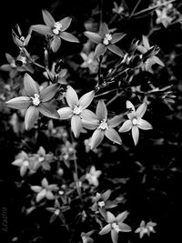 Close-up of flowers