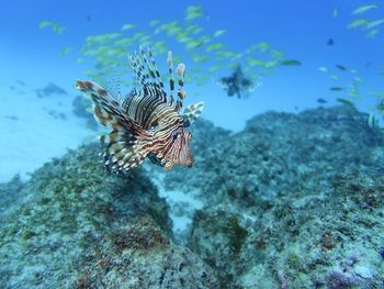 Fish swimming in sea