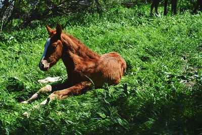 Horse resting on field