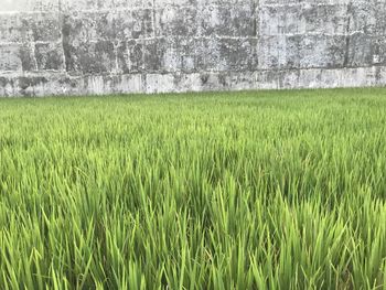 Crops growing on field