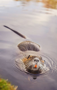 Close-up of an eurasian beaver swimming in water