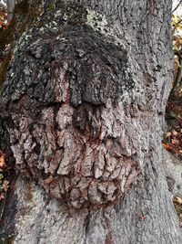 Full frame shot of tree trunk