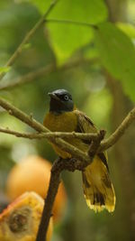 Close-up of bird perching on branch