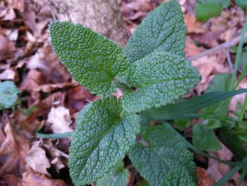 High angle view of fresh green leaves on plant