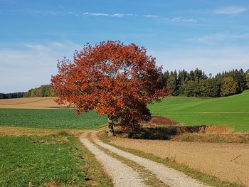 Road amidst trees on field against sky during autumn