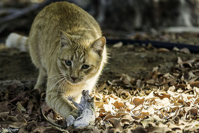 Close-up of a rabbit looking away