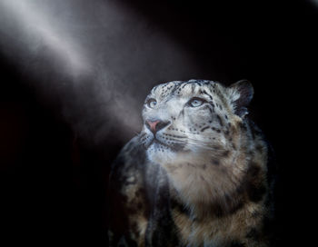 Close-up of snow leopard looking away at night