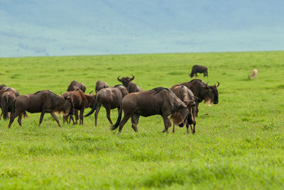 Horses grazing on field against sky