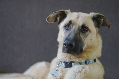 Close-up portrait of dog