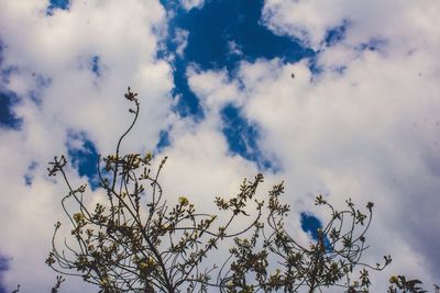 Low angle view of flower tree against sky