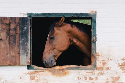 Brown horse looking through stable window