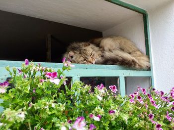 Cat by flowers