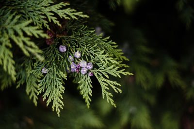 Close-up of pine tree