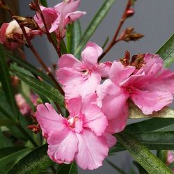 Close-up of pink flowers