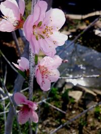 Close-up of pink flowers