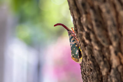 Close-up of lizard on tree trunk