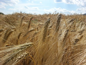 Crop in field