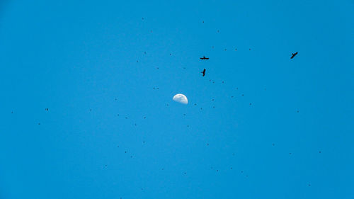 Low angle view of silhouette birds flying against half moon in clear blue sky