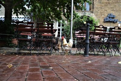 Horse cart in a city