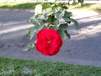 Close-up of red rose blooming on field