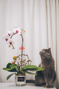 Close-up of cat on bed at home