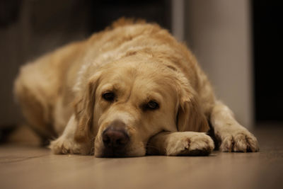 Close-up portrait of dog resting on floor at home