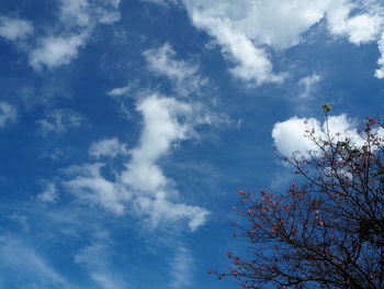 Low angle view of flowering plant against blue sky