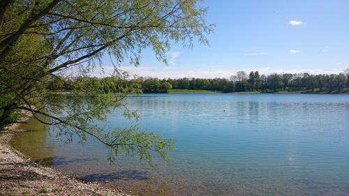 Reflection of trees in lake