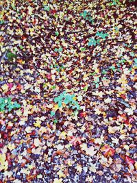 Full frame shot of autumn leaves