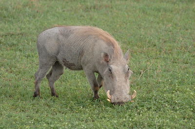 Warthog in a field
