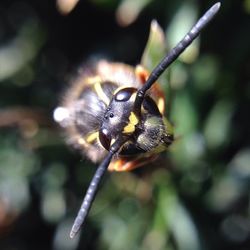 Close-up of insect